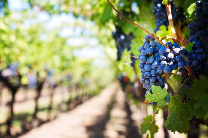 AL VIA LA VENDEMMIA 2023 DOMANI GIOVEDI’ 3 AGOSTO AL VIA LA VENDEMMIA 2023 DOMANI GIOVEDI’ 3 AGOSTO
