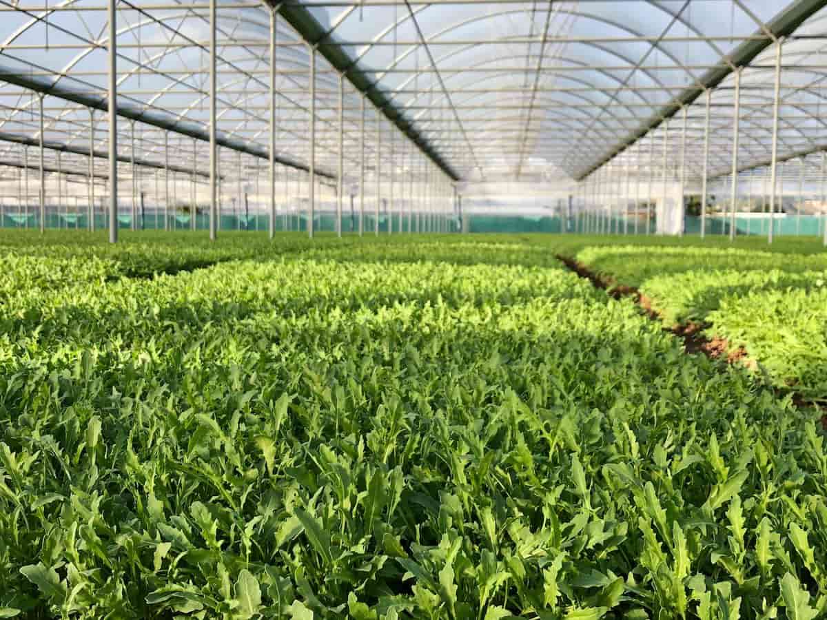 La rucola della Piana del Sele Igp: un’eccellenza da 680 milioni annui La rucola della Piana del Sele Igp: un’eccellenza da 680 milioni annui