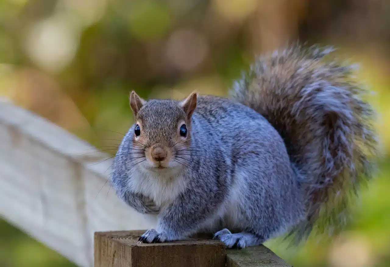 Gli animalisti contro la giunta Bonaccini: “Gasare gli scoiattoli grigi non è da Regione civile” Gli animalisti contro la giunta Bonaccini: “Gasare gli scoiattoli grigi non è da Regione civile”