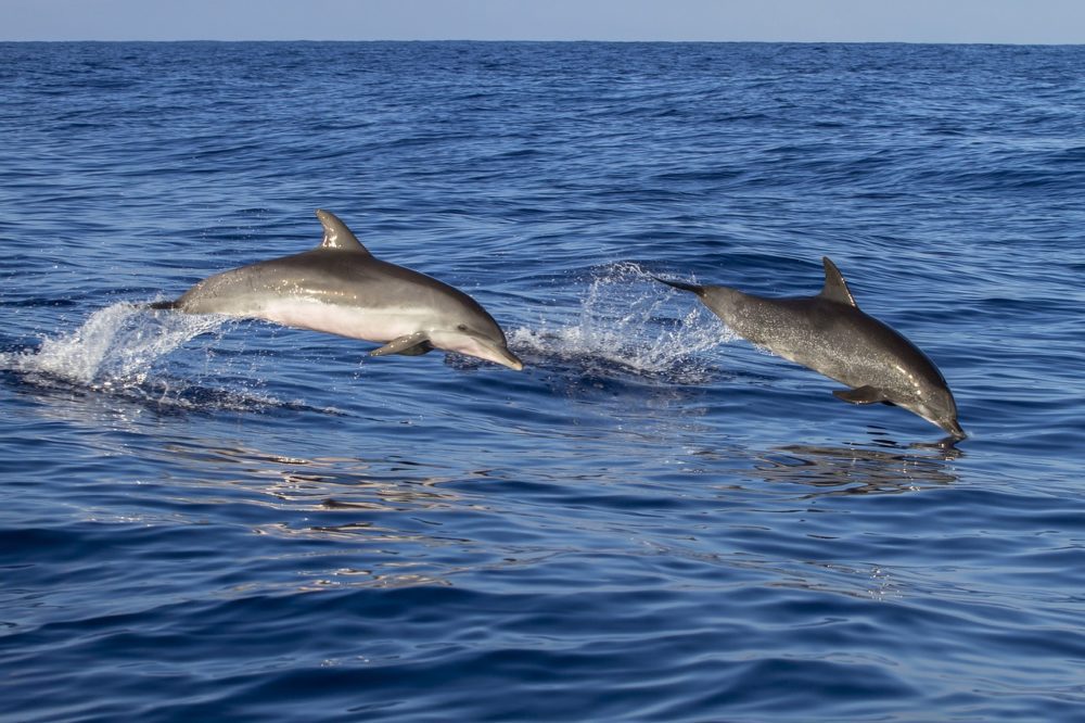 A Lampedusa lo spettacolo delle balene e la danza dei delfini A Lampedusa lo spettacolo delle balene e la danza dei delfini