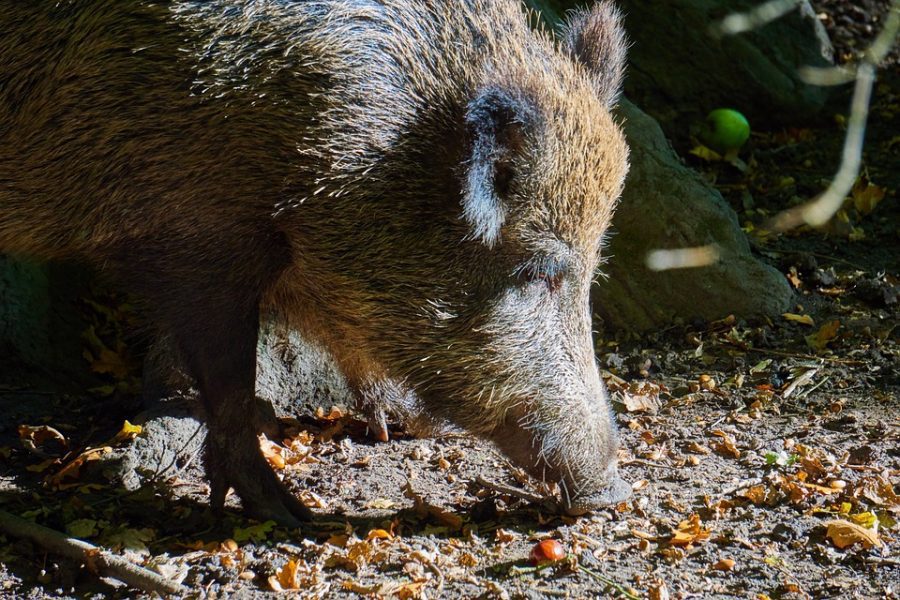 A Roma un cinghiale si aggira in un’aiuola del quartiere Trieste A Roma un cinghiale si aggira in un’aiuola del quartiere Trieste