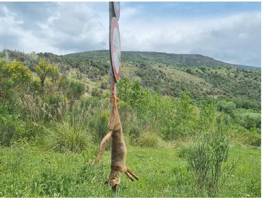 LA VOLPE IMPICCATA LA VOLPE IMPICCATA