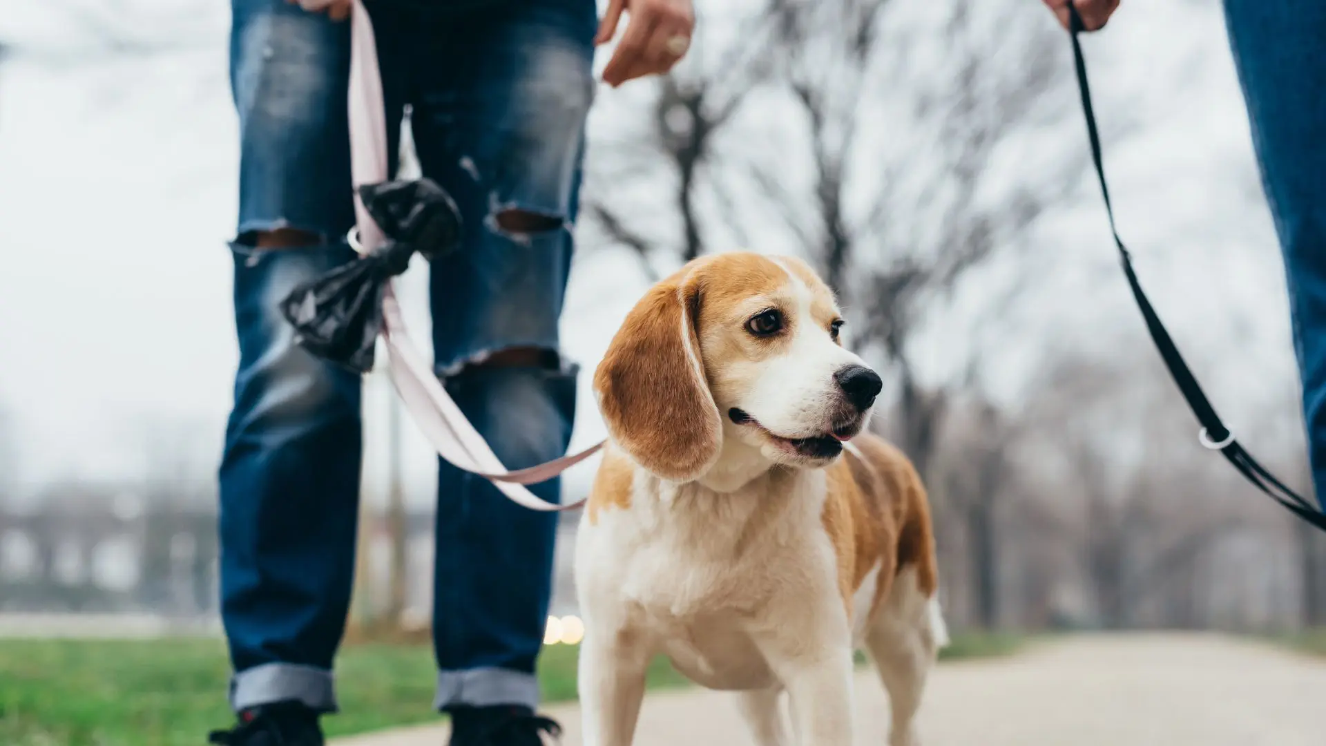 Andare a votare con il cane? Si può Andare a votare con il cane? Si può