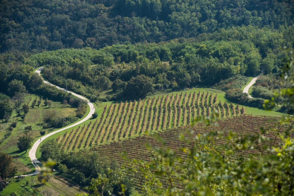 Motovun e dintorni foto Dejan Hren