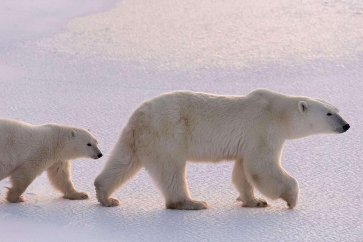 Il 27 febbraio è la Giornata dell’orso polare. WWF: “L’Artico si riscalda tre volte più velocemente del resto della Terra” Il 27 febbraio è la Giornata dell’orso polare. WWF: “L’Artico si riscalda tre volte più velocemente del resto della Terra”