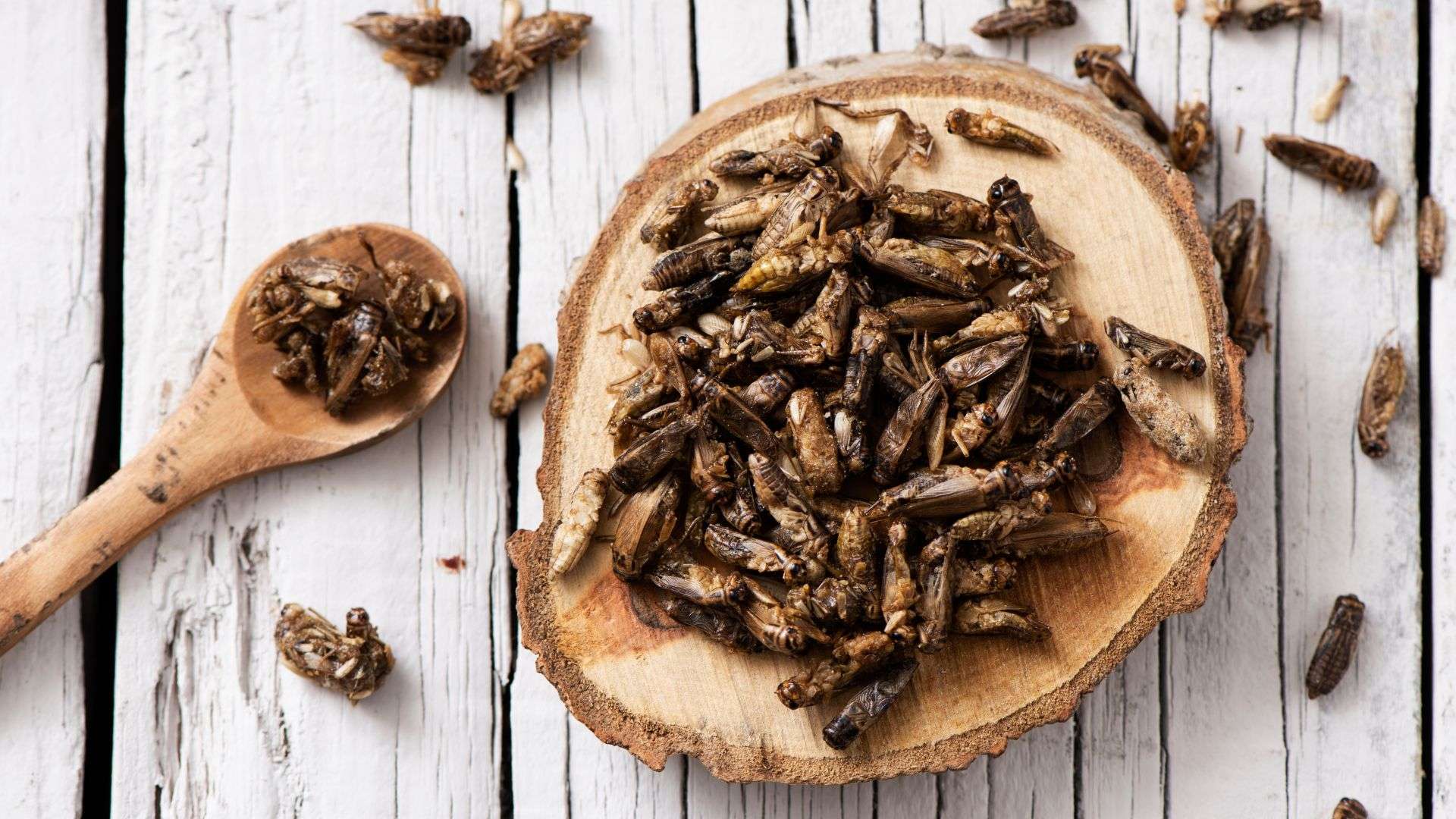 Farine di insetti, firmati quattro decreti sulle etichette obbligatorie Farine di insetti, firmati quattro decreti sulle etichette obbligatorie