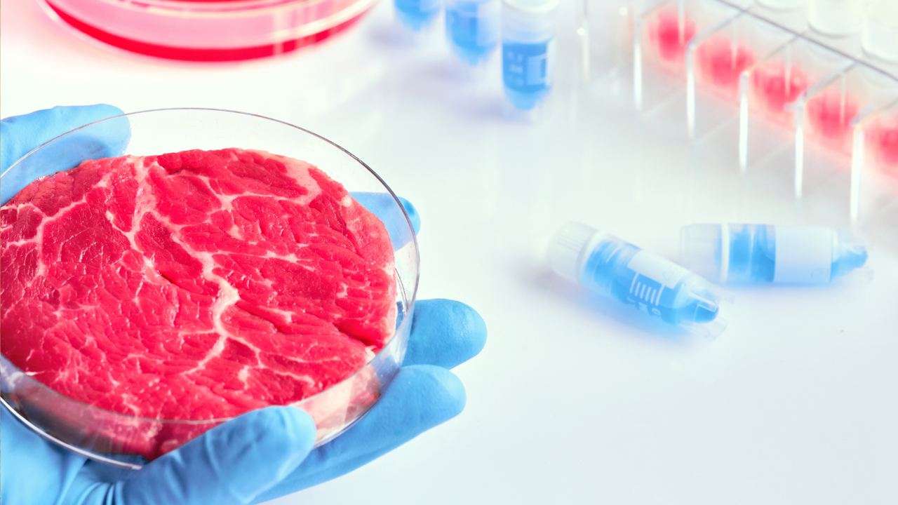 Il Governo vuole vietare la carne sintetica: in Cdm arriva il disegno di legge Il Governo vuole vietare la carne sintetica: in Cdm arriva il disegno di legge