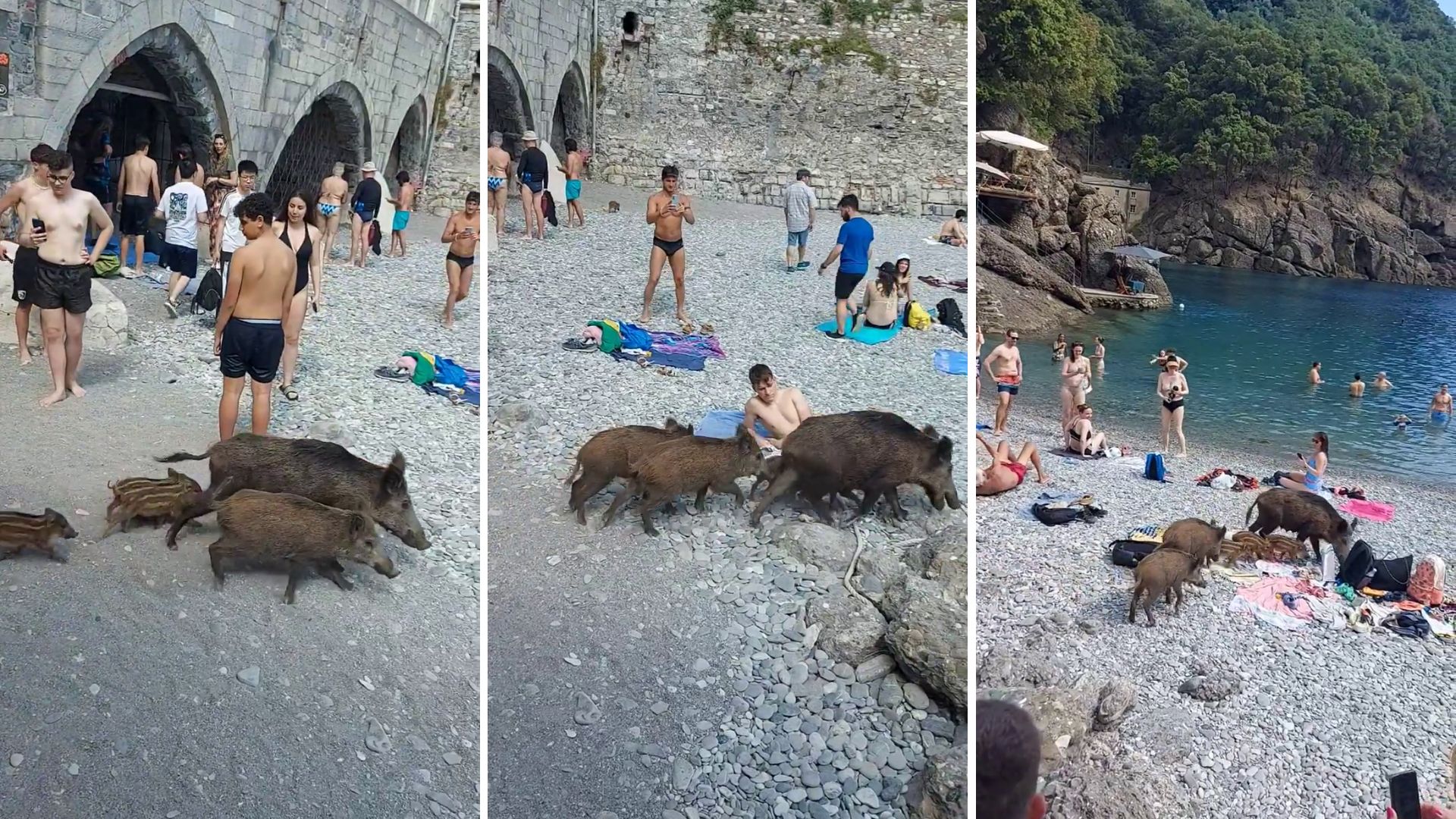 Mamma cinghiale e i suoi cuccioli arrivano in spiaggia a San Fruttuoso, il video è virale Mamma cinghiale e i suoi cuccioli arrivano in spiaggia a San Fruttuoso, il video è virale