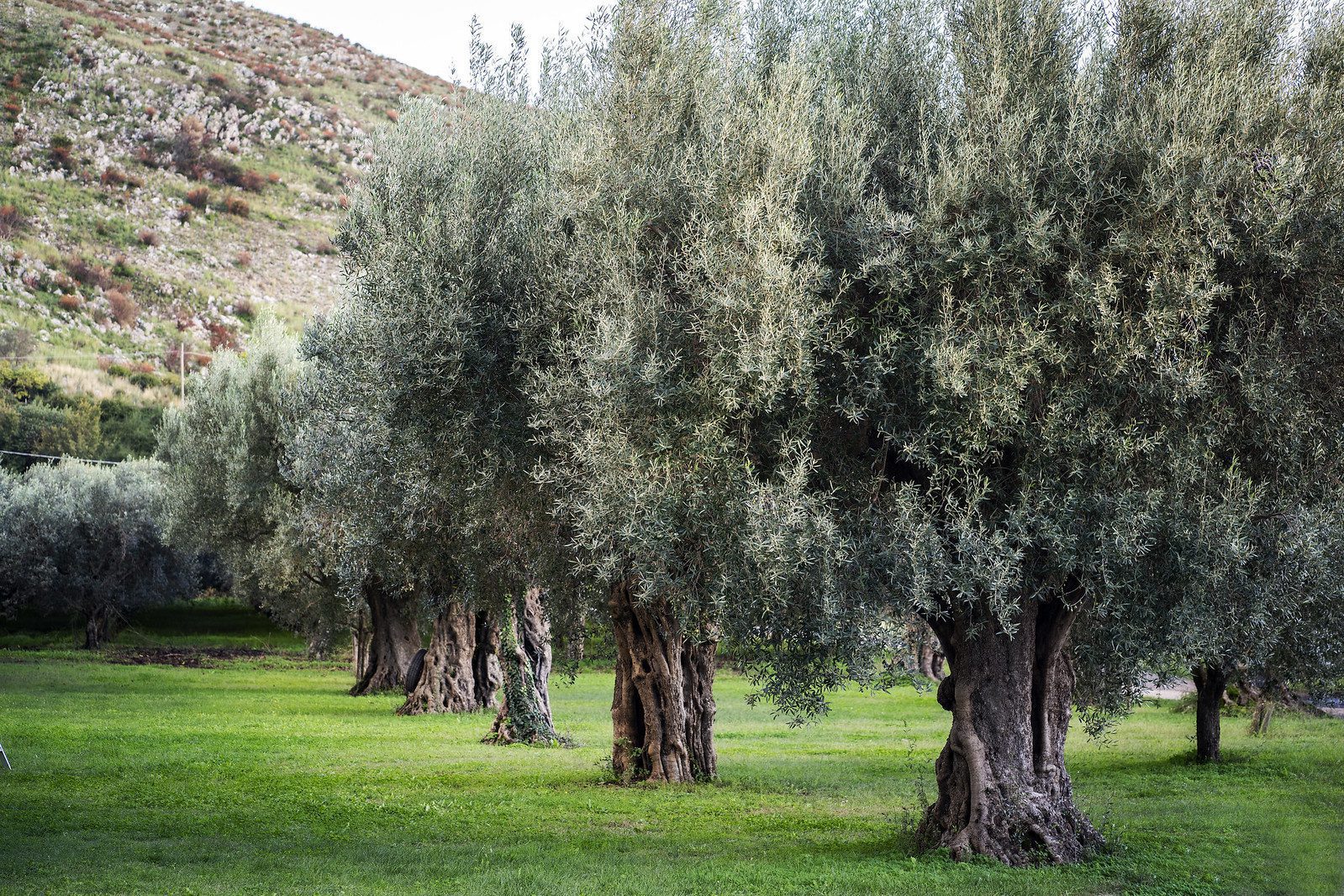 L’oliva aitana dei Colli Tifatini, in Campania,è un nuovo Presidio Slow Food L’oliva aitana dei Colli Tifatini, in Campania,è un nuovo Presidio Slow Food