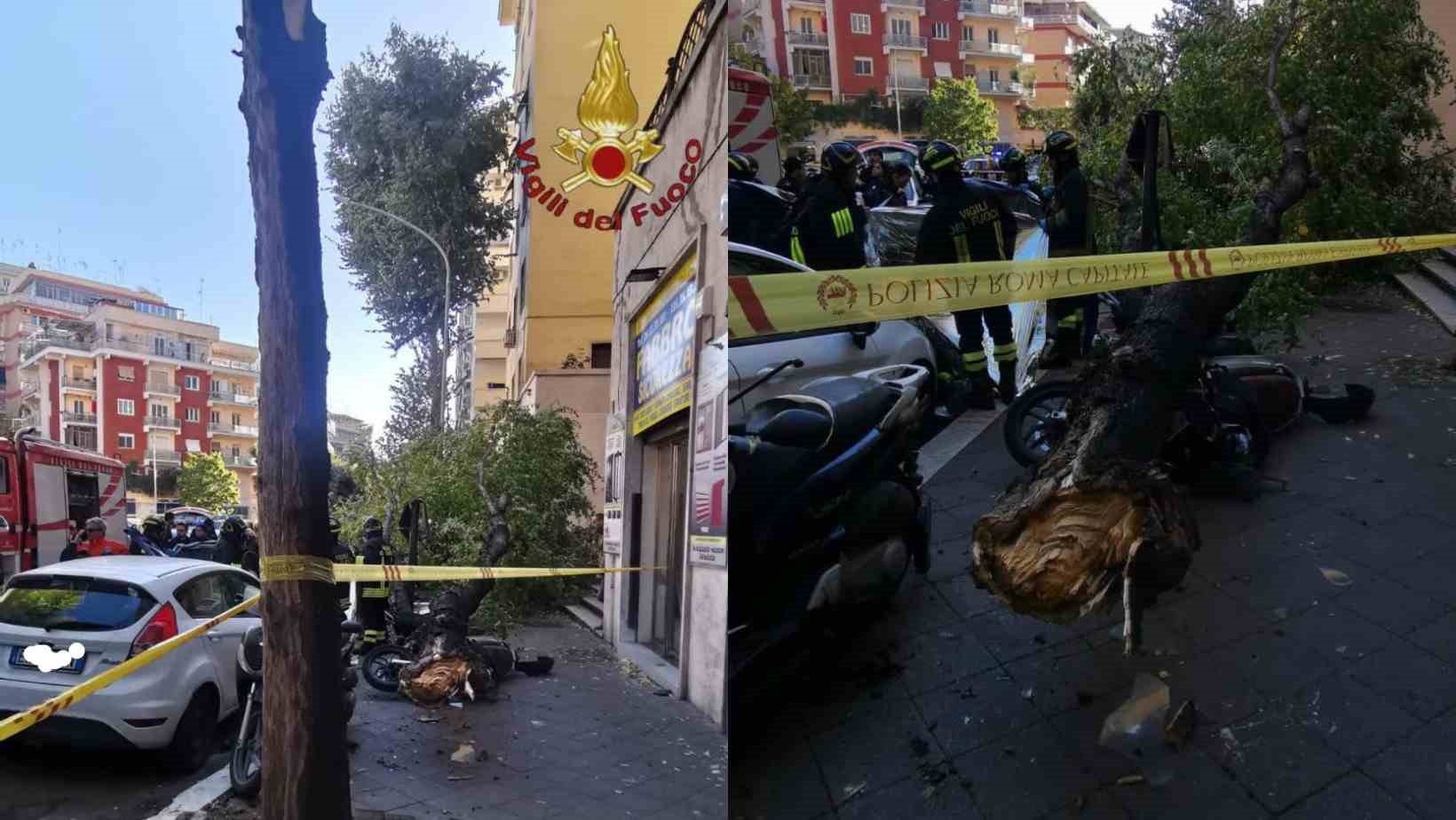 Vento forte a Roma, una donna morta a Monteverde per un albero caduto Vento forte a Roma, una donna morta a Monteverde per un albero caduto