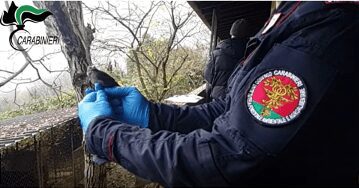 CARABINIERI: conclusa la vasta operazione antibracconaggio “Pettirosso 2023” CARABINIERI: conclusa la vasta operazione antibracconaggio “Pettirosso 2023”