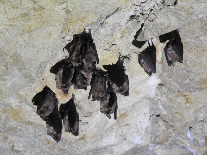Una colonia di pipistrelli ospiti del Parco dei Monti Simbruini Una colonia di pipistrelli ospiti del Parco dei Monti Simbruini