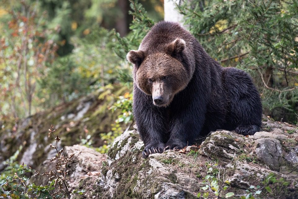 In Trentino un orso attacca un turista, ferito a gambe e braccia In Trentino un orso attacca un turista, ferito a gambe e braccia