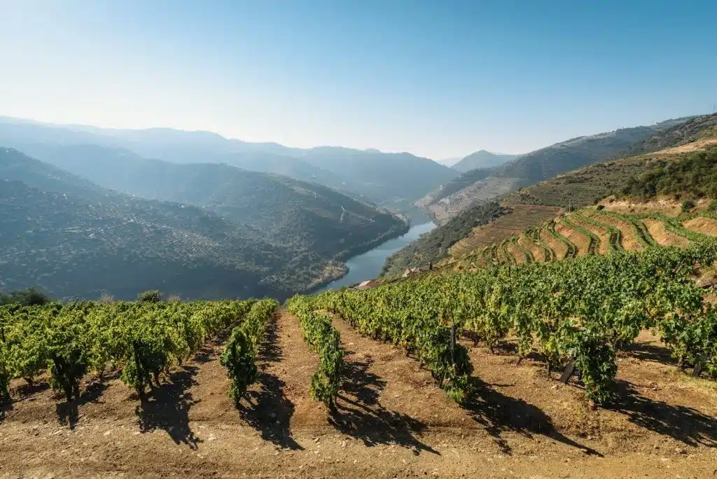 Agricoltura rigenerativa: “Difende il suolo e dà nuovo valore al vino” Agricoltura rigenerativa: “Difende il suolo e dà nuovo valore al vino”