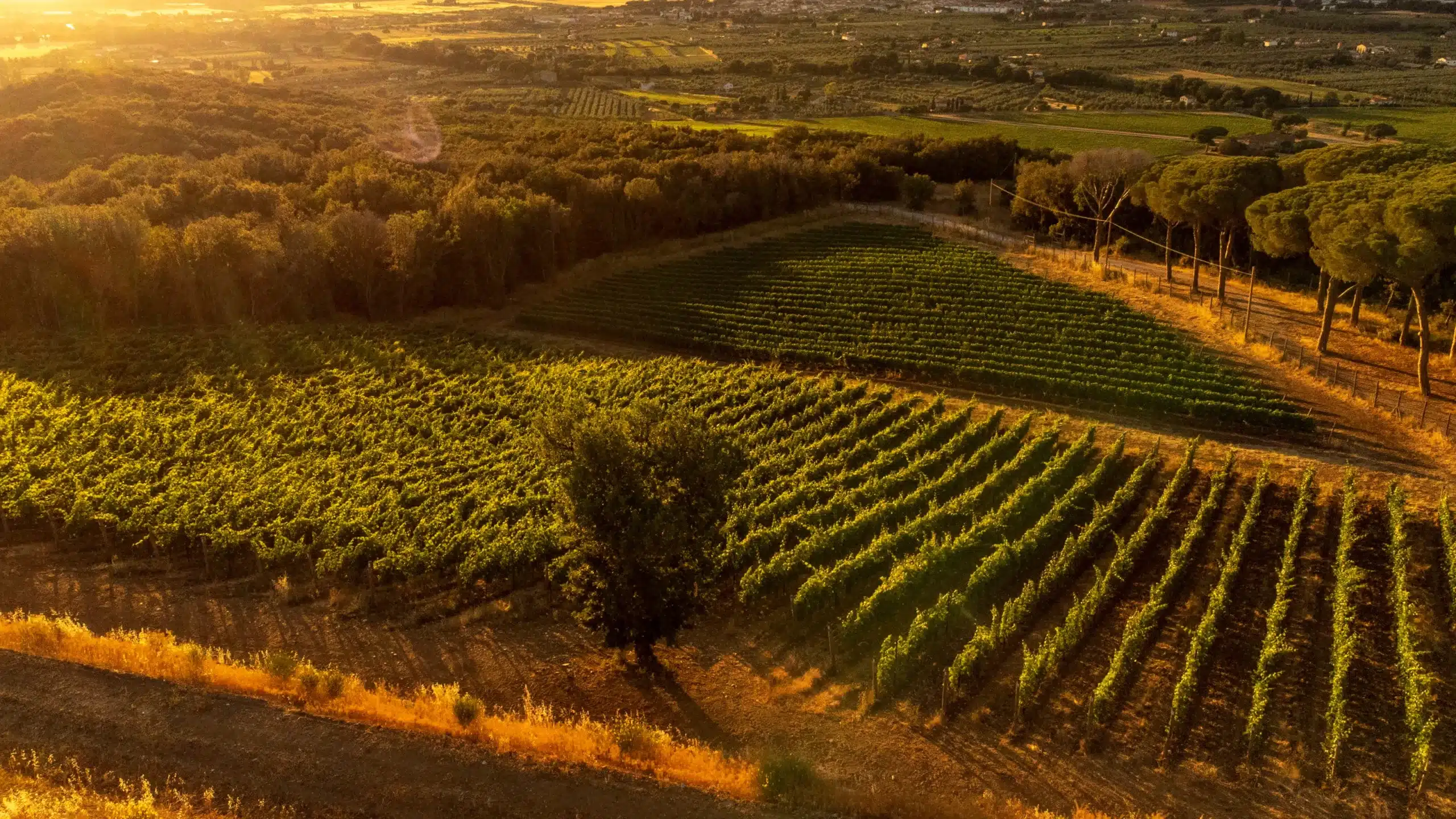 Viaggio tra miti, sapori e segreti della Costa degli Etruschi Viaggio tra miti, sapori e segreti della Costa degli Etruschi