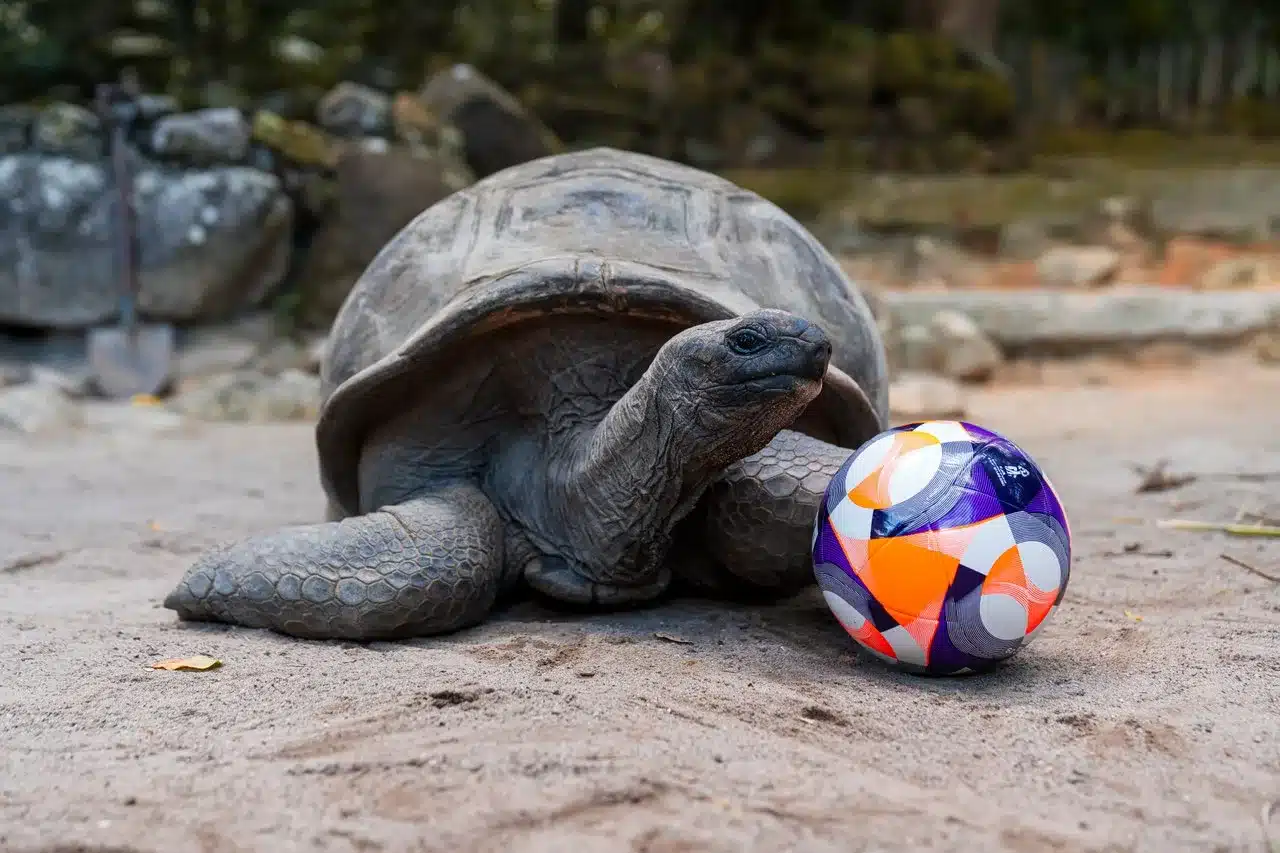 Seychelles pronte ad ospitare la Fifa Beach Soccer World Cup 2025 Seychelles pronte ad ospitare la Fifa Beach Soccer World Cup 2025