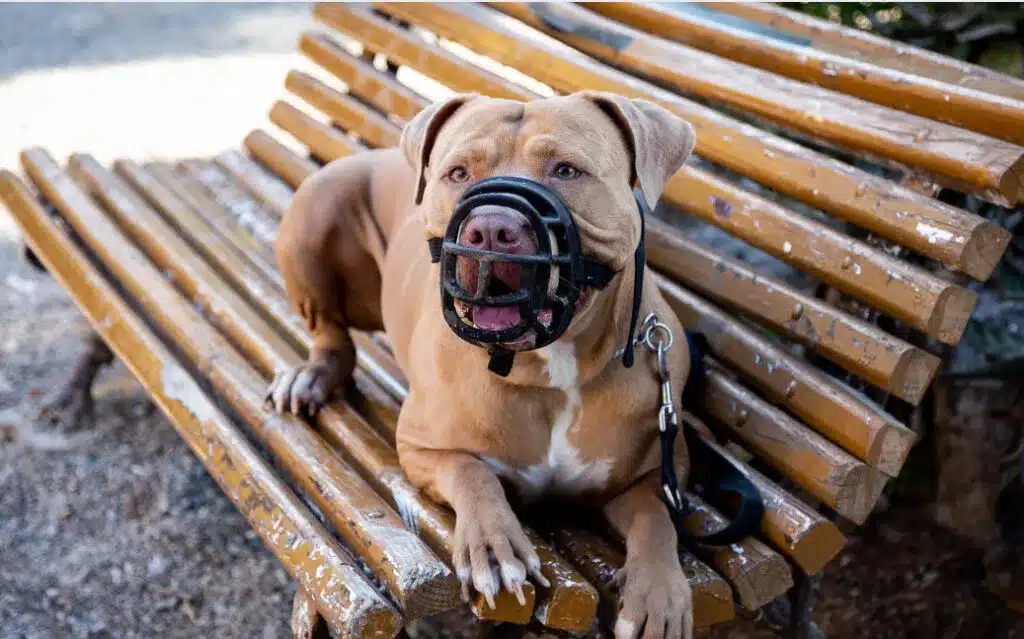 Bimba di 9 mesi sbranata nel letto dal pitbull di famiglia: è successo ad Acerra Bimba di 9 mesi sbranata nel letto dal pitbull di famiglia: è successo ad Acerra