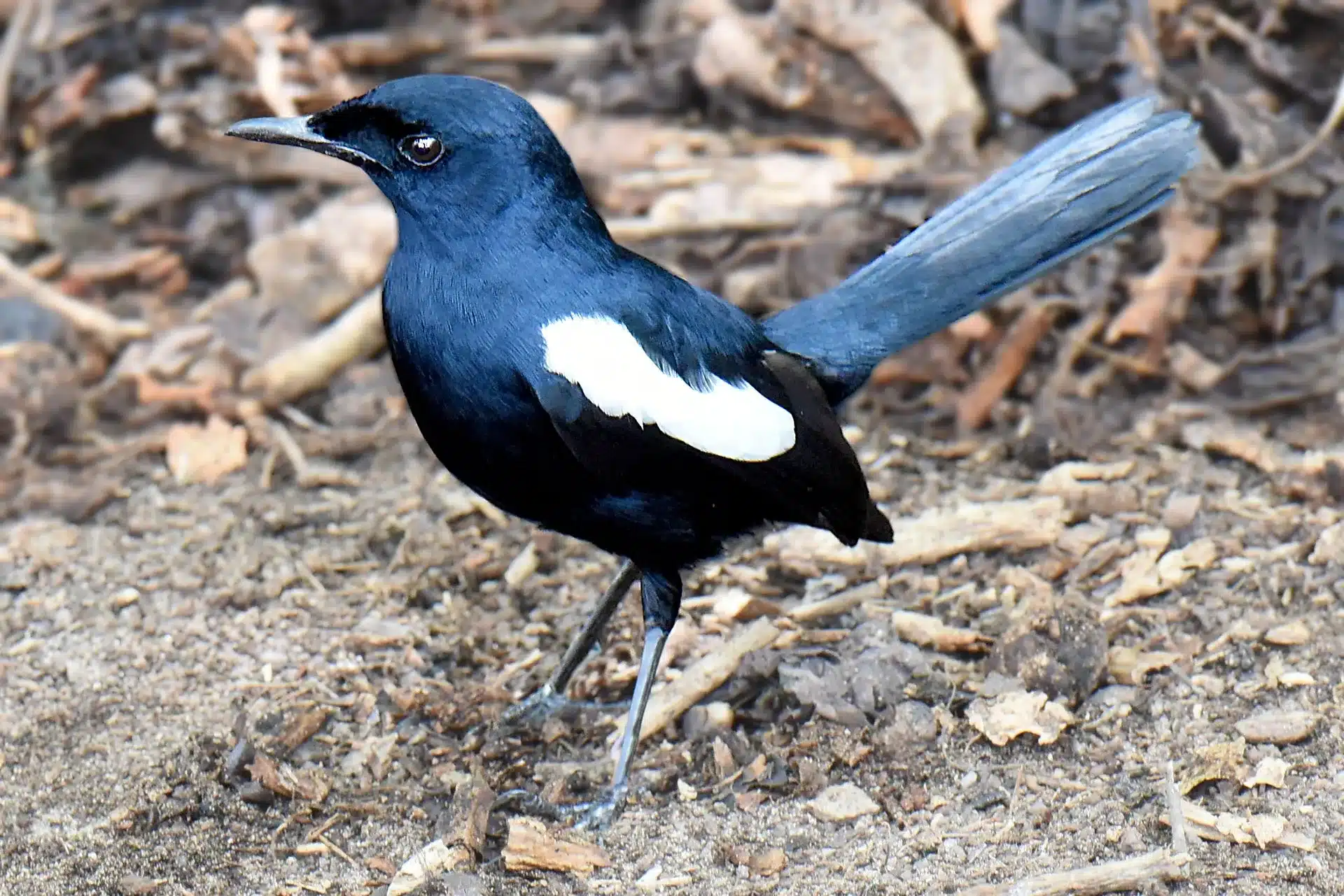 Le meraviglie endemiche delle Seychelles: un patrimonio naturale da proteggere Le meraviglie endemiche delle Seychelles: un patrimonio naturale da proteggere
