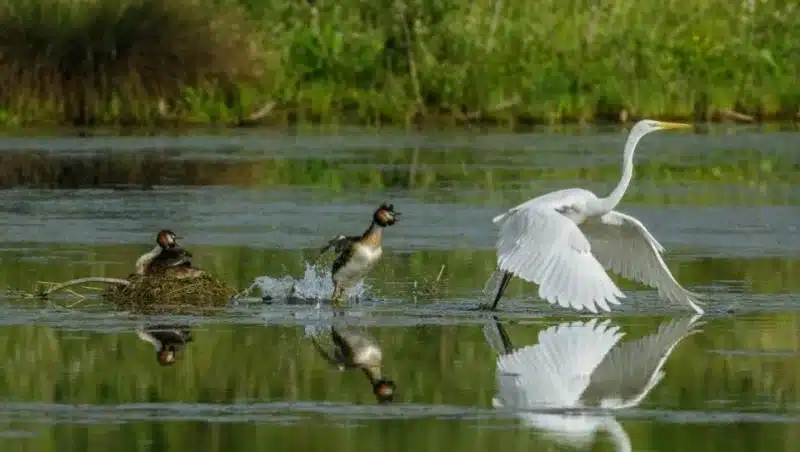 Pasqua in Toscana ammirando le danze degli uccelli migratori Pasqua in Toscana ammirando le danze degli uccelli migratori