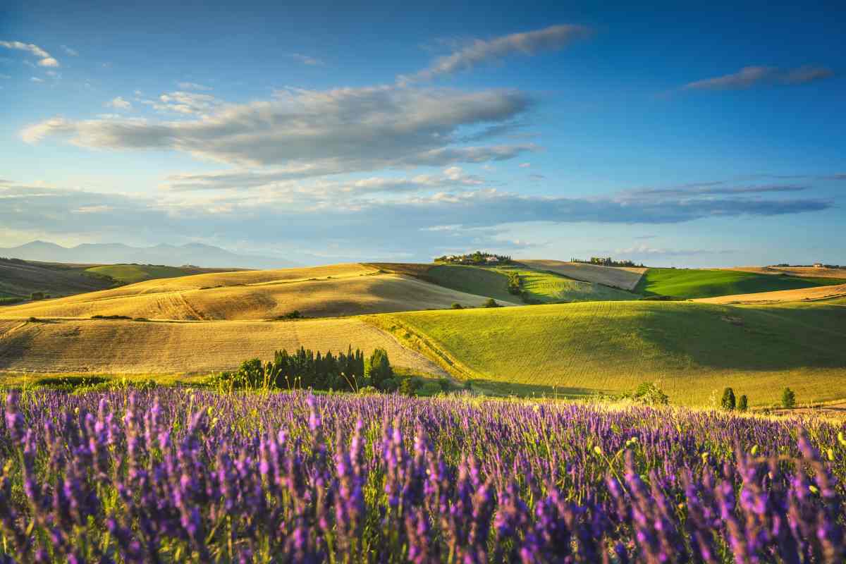 Quando la Costa degli Etruschi si tinge di viola Quando la Costa degli Etruschi si tinge di viola