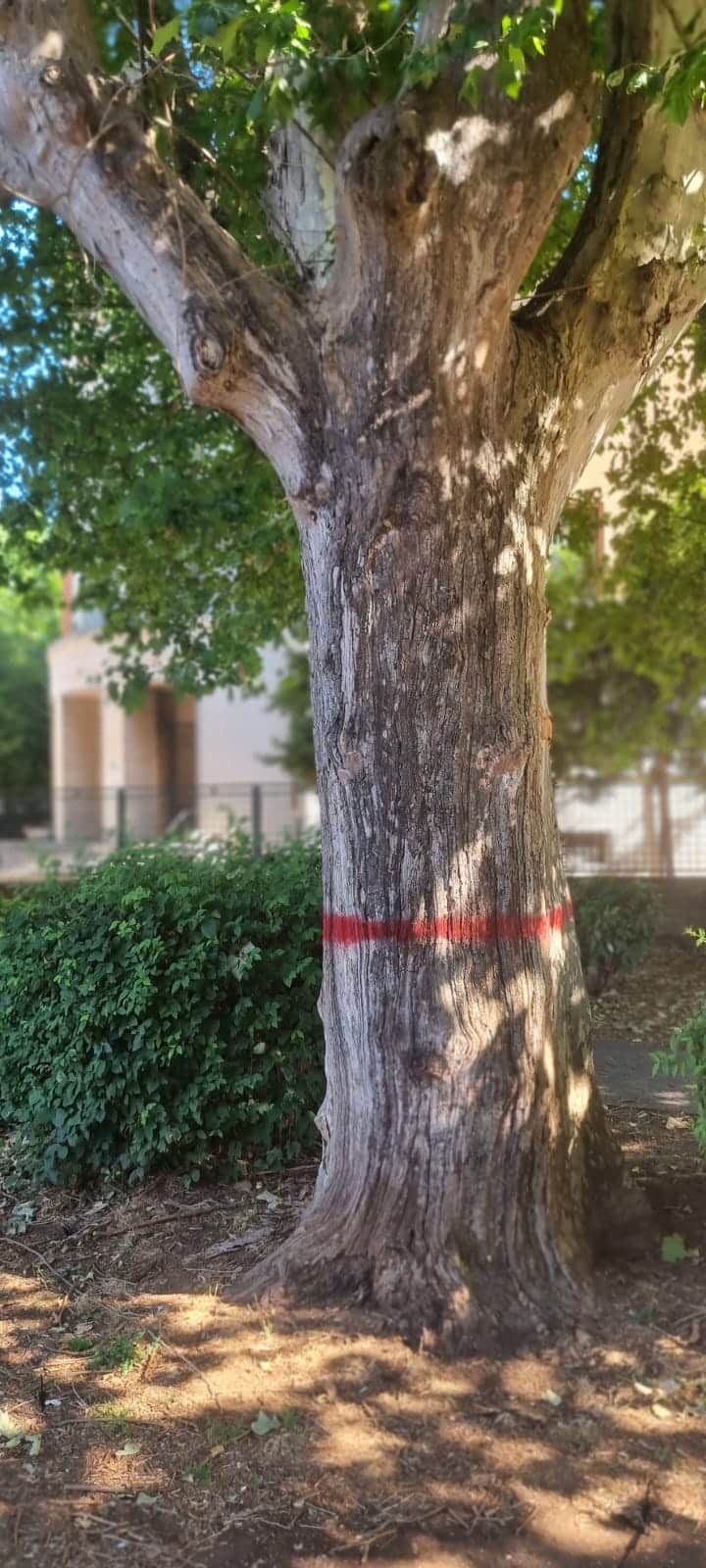 Cancro colorato a Rieti: European Consumers APS controllerà che gli abbattimenti degli alberi vengano effettuati nel rispetto delle leggi vigenti Cancro colorato a Rieti: European Consumers APS controllerà che gli abbattimenti degli alberi vengano effettuati nel rispetto delle leggi vigenti