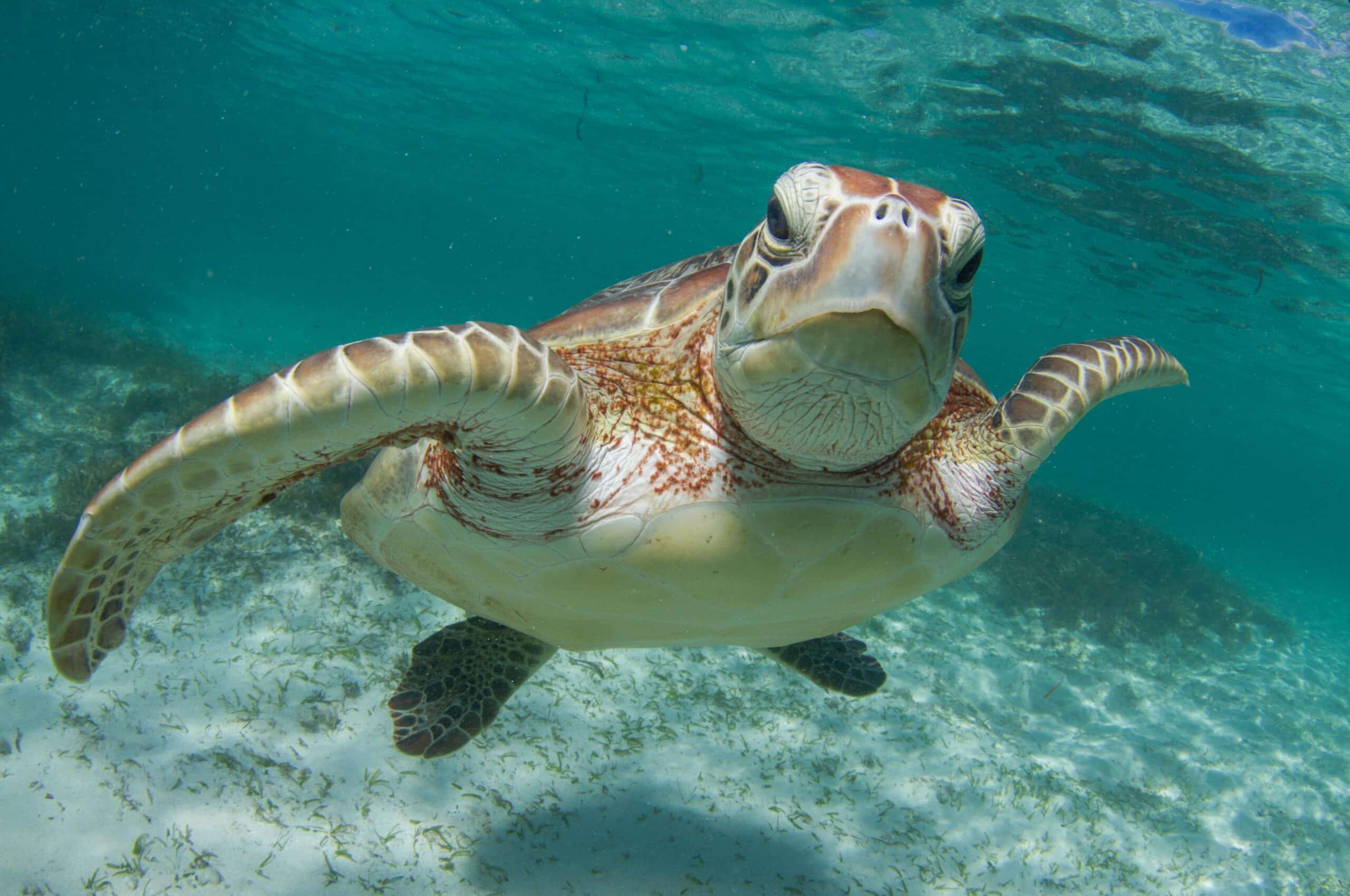 Volontari cercasi per la tutela delle tartarughe marine Volontari cercasi per la tutela delle tartarughe marine