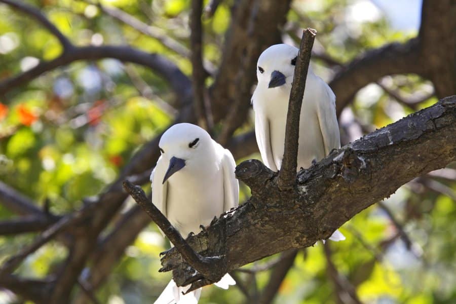 Seychelles, un paradiso per gli uccelli migratori: il 2024 segna un anno da record Seychelles, un paradiso per gli uccelli migratori: il 2024 segna un anno da record