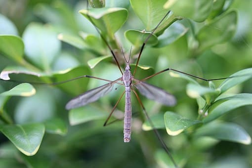 West Nile, muore 68enne in Campania: le vittime salgono a 7. Quali sono i sintomi West Nile, muore 68enne in Campania: le vittime salgono a 7. Quali sono i sintomi