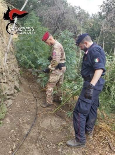 Maxi piantagione di marijuana nascosta tra i boschi di Cardeto: arrestato dai carabinieri Maxi piantagione di marijuana nascosta tra i boschi di Cardeto: arrestato dai carabinieri