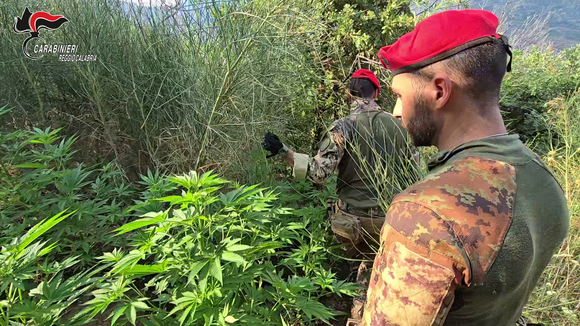 BATTUTE DEI CARABINIERI IN ASPROMONTE CONTRO GLI STUPEFACENTI BATTUTE DEI CARABINIERI IN ASPROMONTE CONTRO GLI STUPEFACENTI