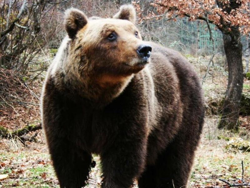 orso marsi