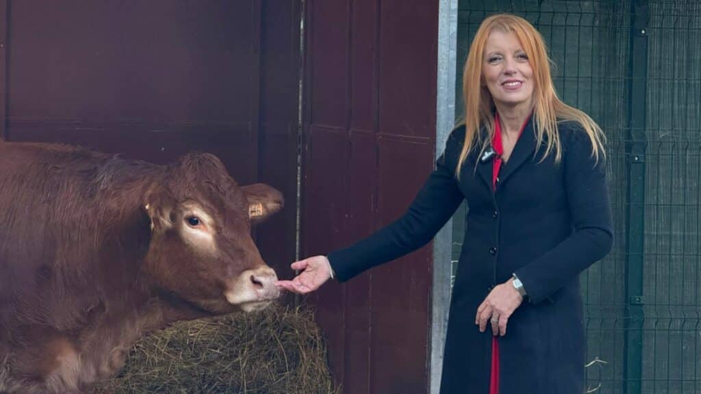 Scappata da un mattatoio, ora la mucca Minerva è salva (anche grazie all’on. Brambilla) Scappata da un mattatoio, ora la mucca Minerva è salva (anche grazie all’on. Brambilla)