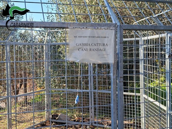 Foto gabbia