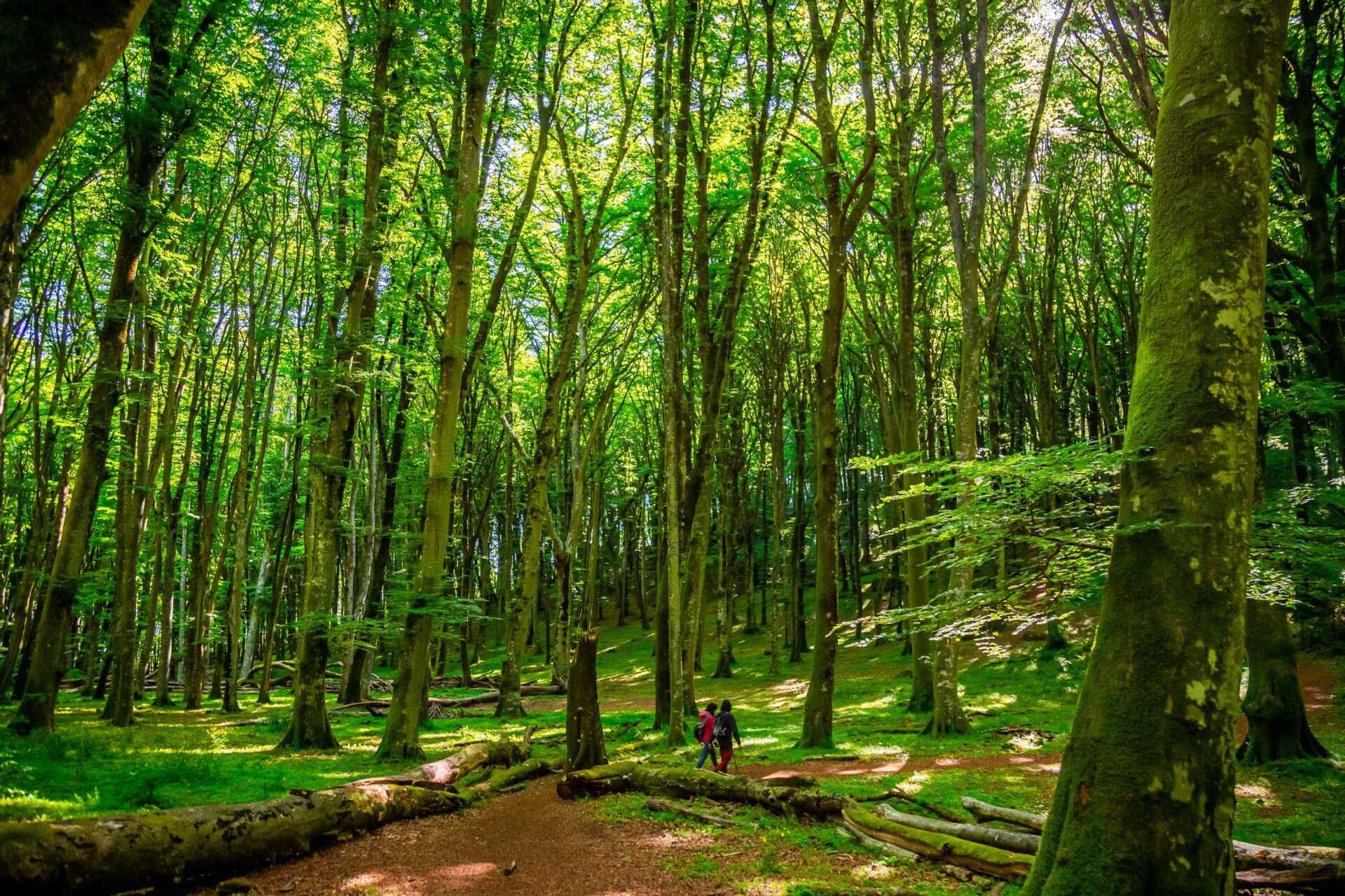A due passi da Roma, il bosco millenario riconosciuto dall’Unesco A due passi da Roma, il bosco millenario riconosciuto dall’Unesco