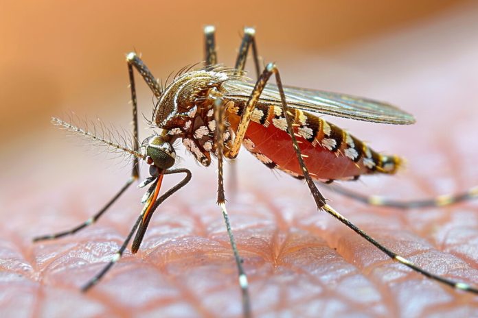 DENGUE