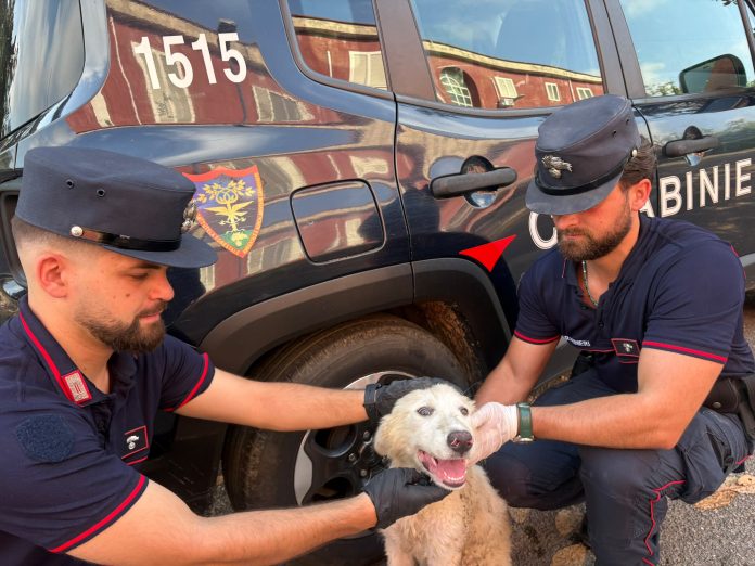foto cane abbandonato