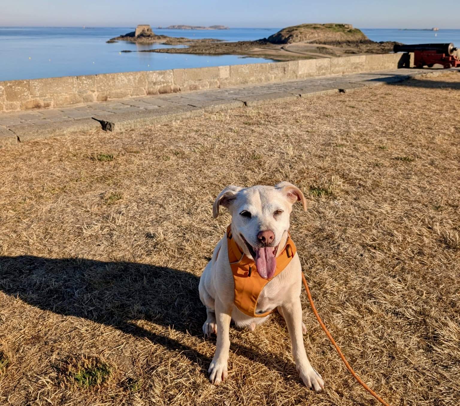 Giornata Mondiale del Cane, il 26 agosto si celebra il miglior amico dell’uomo
