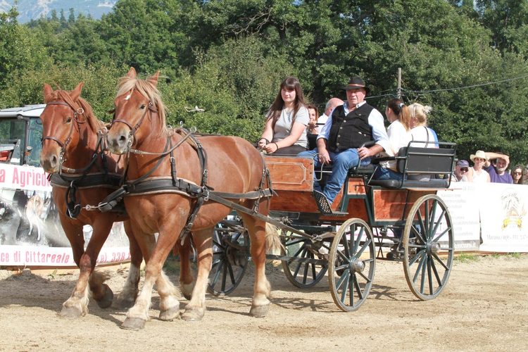 Fiera Amatrice a cavallo 2026: dal 3 al 6 settembre a Torrita di Amatrice (RI) 2 552786472 762757733182654 1947959066031404314 n