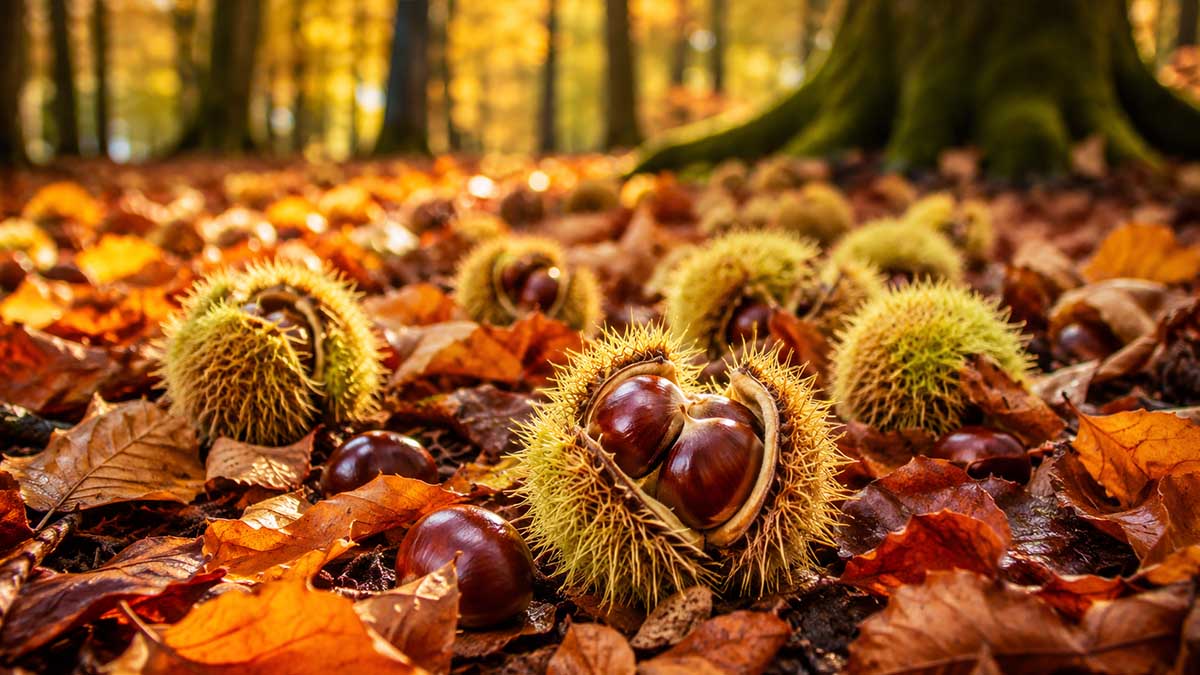 Castagne