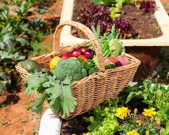 I sapori della terra: il ritorno alle radici della gastronomia autentica
