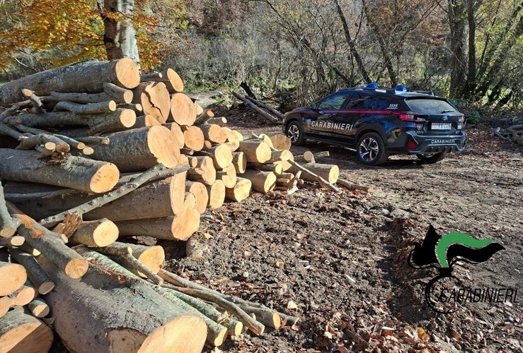 Carabinieri Forestali: controlli sul taglio e sulla gestione dei boschi 2 foto 3 2