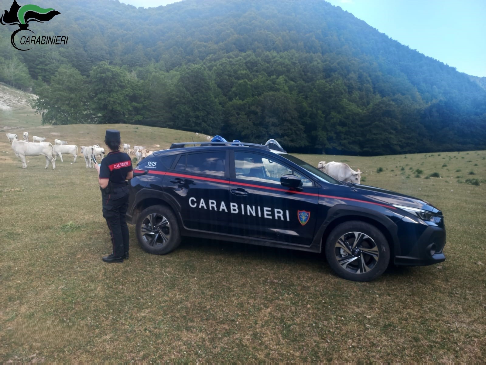 Pascolo abusivo in montagna: blitz dei Carabinieri Forestali a Poggio Bustone Pascolo abusivo in montagna: blitz dei Carabinieri Forestali a Poggio Bustone