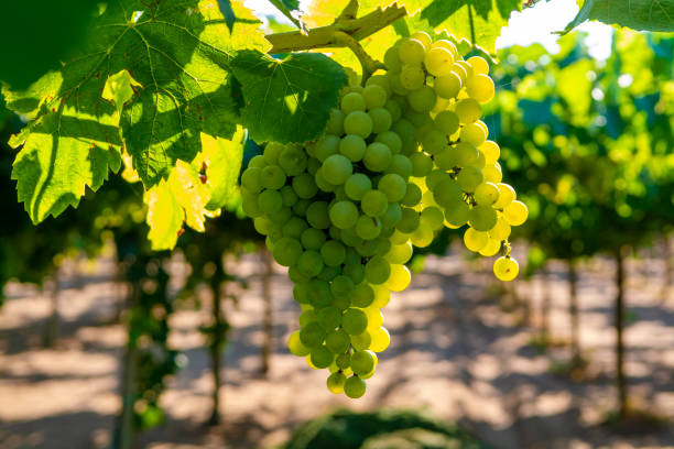 I vini del Lazio alla conquista delle eccellenze: identità, terroir e vitigni autoctoni 1 istockphoto 1169517335 612x612 1