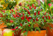 Rieti:Fiera Mondiale del Peperoncino 2026