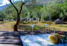 I vini del Lazio alla conquista delle eccellenze: identitร , terroir e vitigni autoctoni