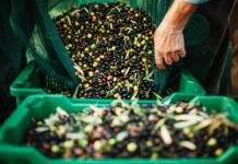 L’oro verde della Sabina: perché l’olio extravergine è un farmaco naturale per il cuore (e come evitare le truffe)