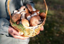 I Sapori della Terra: a settembre l’orto si tinge d’autunno tra zucche, funghi e radici