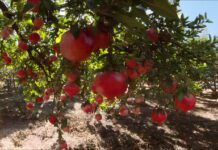 Melagrana: il superfood del cuore che pulisce le arterie, tra falsi miti e controindicazioni
