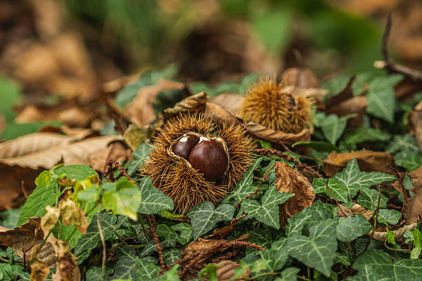 I Sapori della Terra: il bosco in tavola, tra castagne, funghi e frutti selvatici 1 istockphoto 2242049975 612x612 1