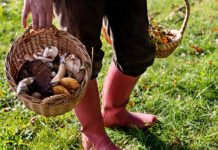 I Sapori della Terra: il bosco in tavola, tra castagne, funghi e frutti selvatici